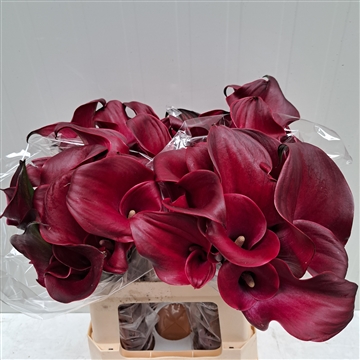 Zantedeschia Bordeaux 620