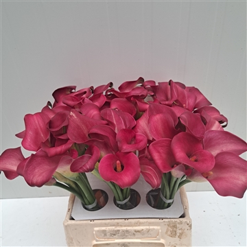 Zantedeschia Bordeaux 40