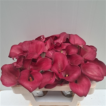 Zantedeschia Bordeaux 50