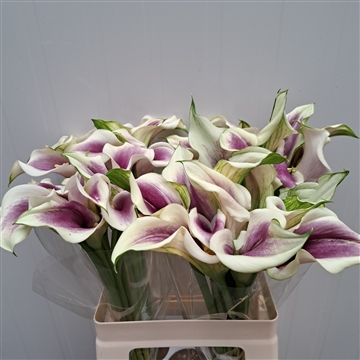 Zantedeschia Picasso 620