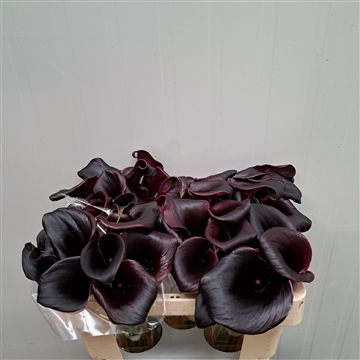 Zantedeschia La Paz 50