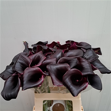 Zantedeschia La Paz 60