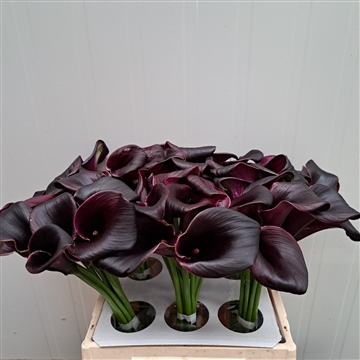 Zantedeschia la paz 40