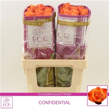 Rosa gr Confidential