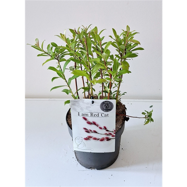 Salix Mount Aso bush p17 (ASOBUSH) - FloraXchange