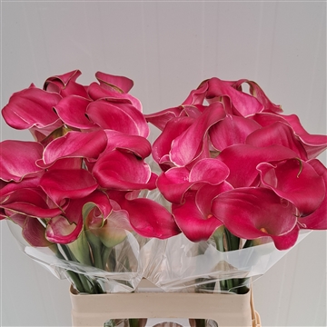 Zantedeschia Shiny Art 60