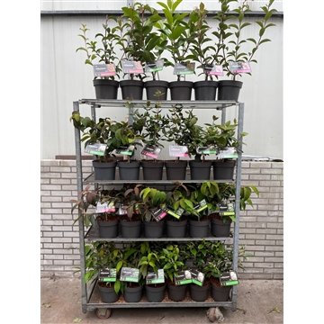 Viburnum plicatum &#39;Mix&#39; C5