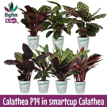 Calathea 14cm Gemengd in smartcup