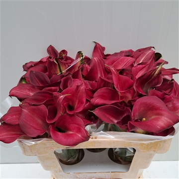 Zantedeschia Bordeaux 520