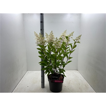Hydrangea paniculata &#39;candlelight&#39; C10