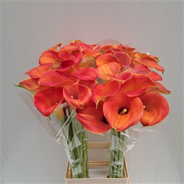 Zantedeschia Captain Brunello 80