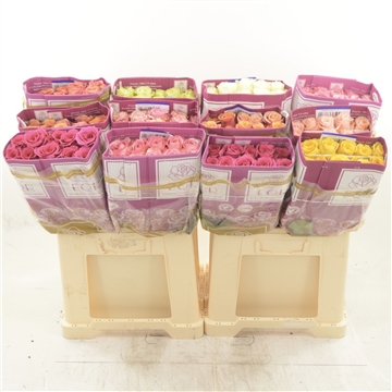 Rosa gr Mix (bunch X10)