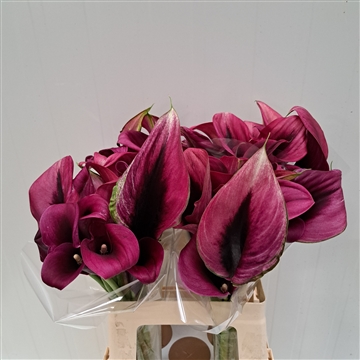 Zantedeschia Accent 620