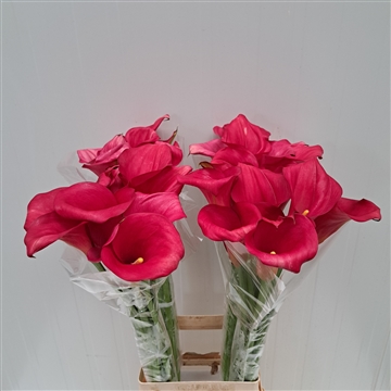 Zantedeschia Captain Hollywood 80