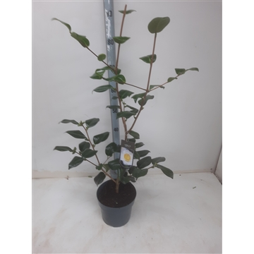 Camellia jap. Alba Simplex