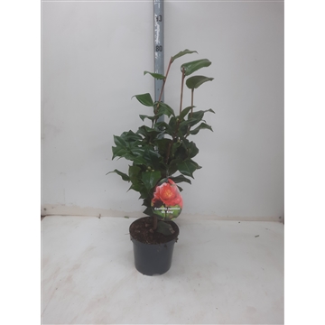 Camellia jap. Dr King