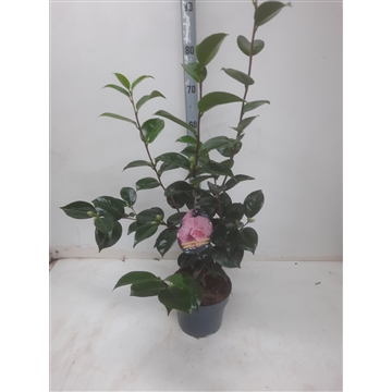 Camellia jap. William Bartlet