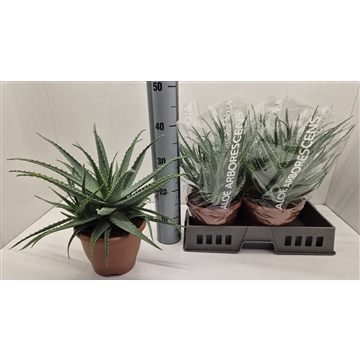 Aloe Arborescens