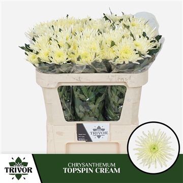Chr G Topspin Cream