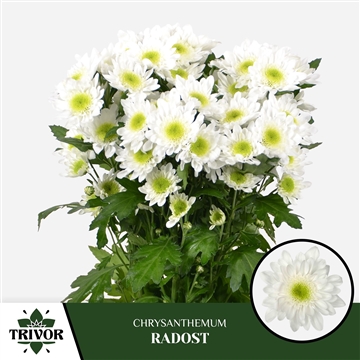Chr T Radost Trivor