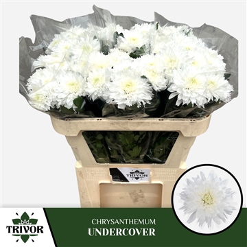 Chr G Undercover