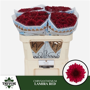 Chr G Lamira Red