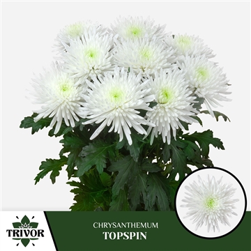 Chr G Topspin