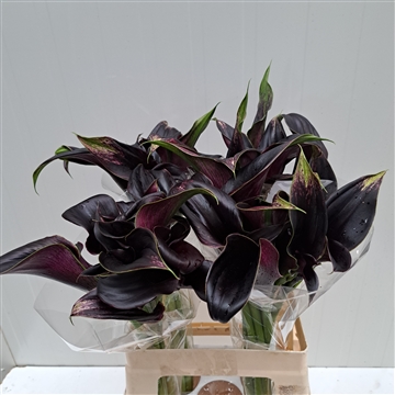 Zantedeschia La Paz 620
