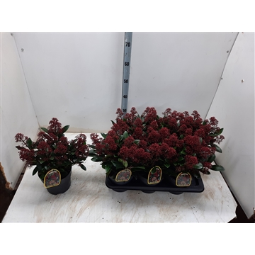 Skimmia jap. Rubella