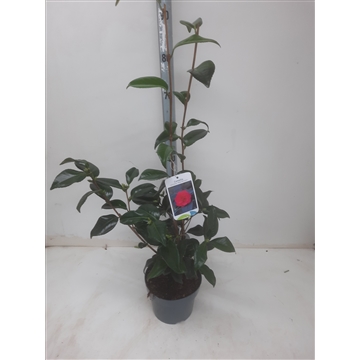 Camellia ret. &#39;Mary Williams&#39;