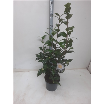 Camellia jap. Brushfield Yellow
