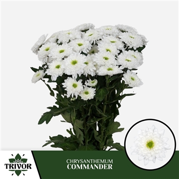 Chr T Commander Trivor