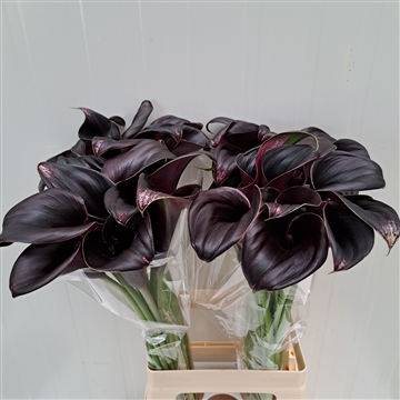 Zantedeschia La Paz 70