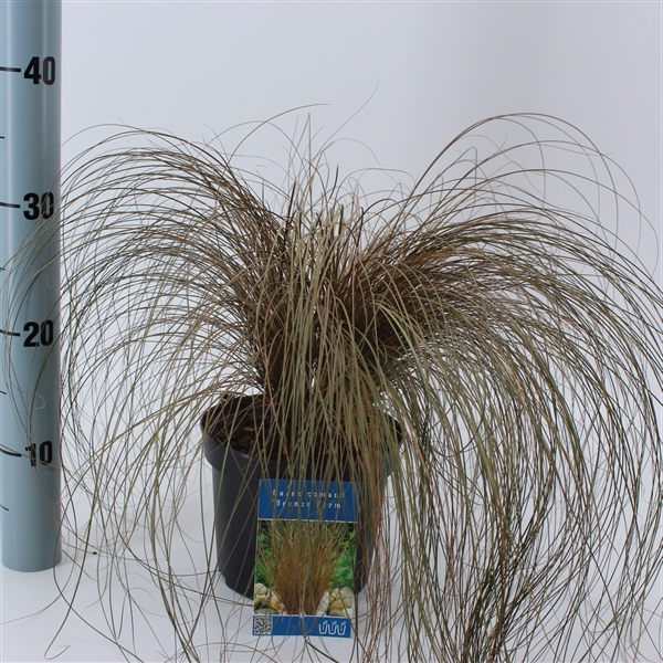 Carex comans 'Bronze Form' (cacbfoc2) - FloraXchange