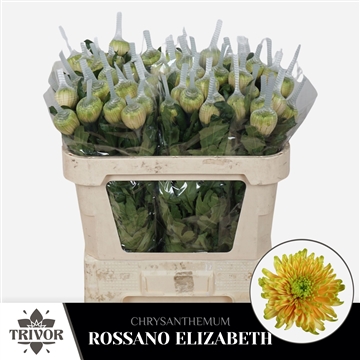 Chr G Rossano Elizabeth