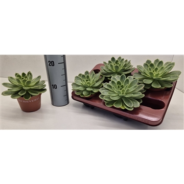Echeveria Gilva