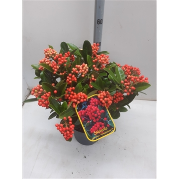 Skimmia j. Temptasion (kopie) (kopie)