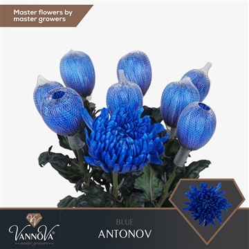 Chr G Antonov Blue