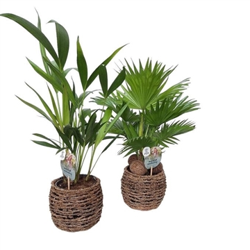 Mixcc Palmen 2 soorten in Caryota mand