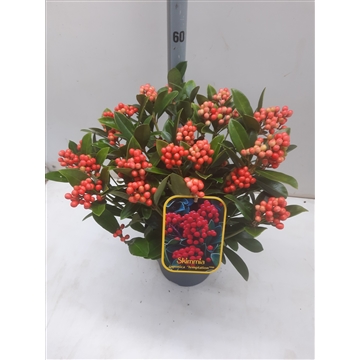 Skimmia j. Temptasion