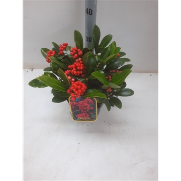 Skimmia jap. Temptasion (kopie)