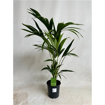 KENTIA - P19 H90 - 5PP - EcoLine (Howea forsteriana