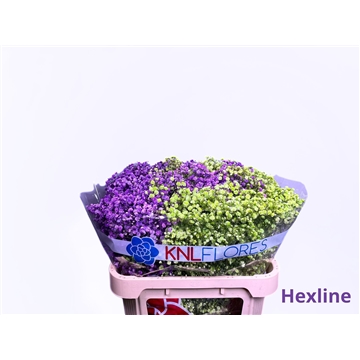 Gypsophila Hexline 40gr