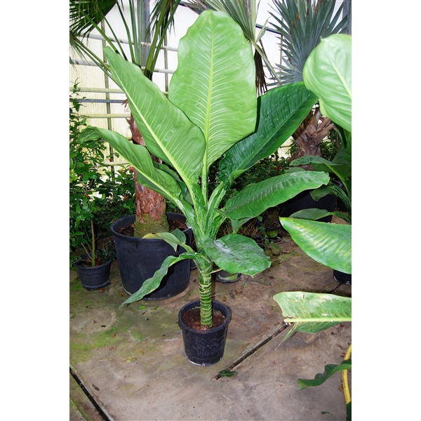 Dieffenbachia maculata ‘Big Ben’ (DMBB35H180) - FloraXchange