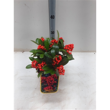 Skimmia jap. Temptasion