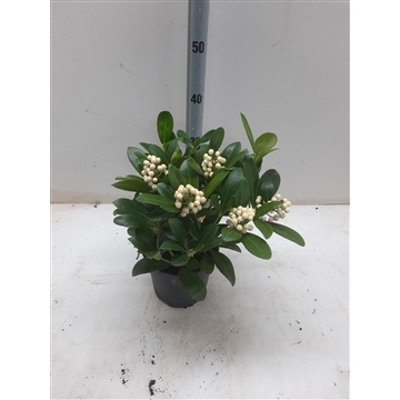 Skimmia jap. Temptasion (kopie)