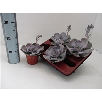 Echeveria Pollux
