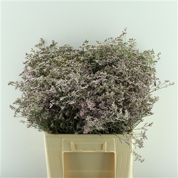 Limonium Saf Oshi Pink