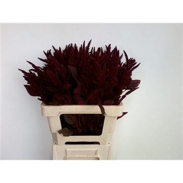 amaranthus60