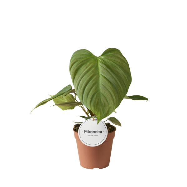 Philodendron Fuzzy Petiole (PH05-12) - FloraXchange